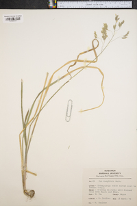 Poa cuspidata image