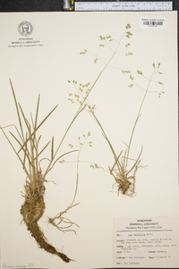 Poa cuspidata image