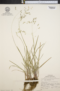 Poa cuspidata image