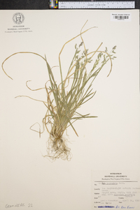 Poa cuspidata image