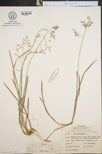 Poa cuspidata image