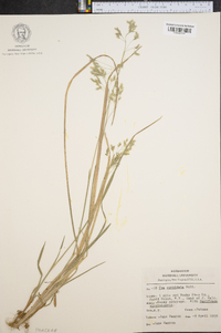 Poa cuspidata image