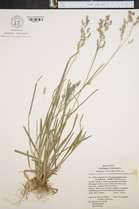 Poa cuspidata image