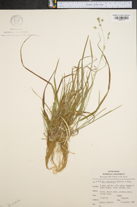 Poa saltuensis image