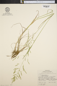 Poa trivialis image