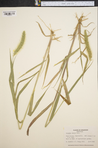 Setaria faberi image