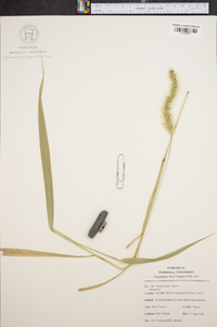 Setaria faberi image