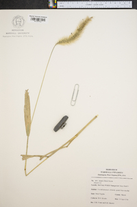 Setaria faberi image