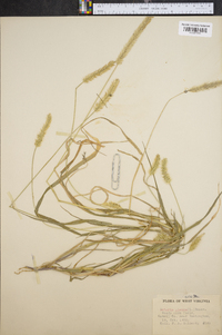 Pennisetum glaucum image