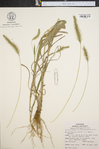 Pennisetum glaucum image