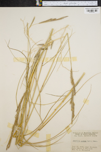 Spartina patens image