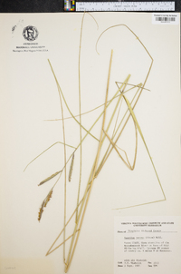 Spartina patens image