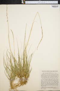 Sporobolus poiretii image