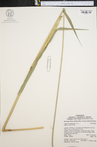 Tripsacum dactyloides image