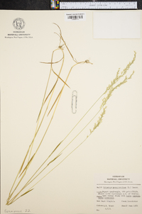 Trisetum pensylvanicum image