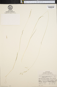 Trisetum pensylvanicum image