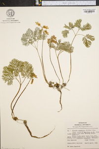 Dicentra canadensis image