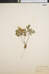 Dicentra cucullaria image