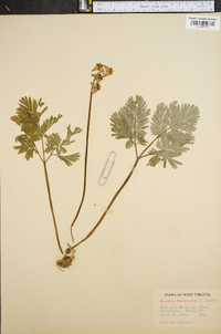 Dicentra cucullaria image