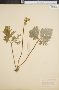 Dicentra cucullaria image