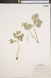 Dicentra cucullaria image