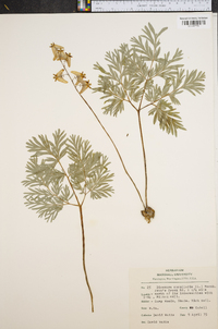 Dicentra cucullaria image