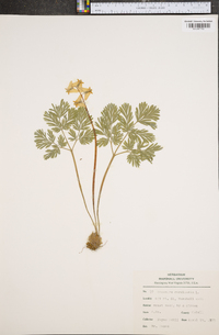 Dicentra cucullaria image