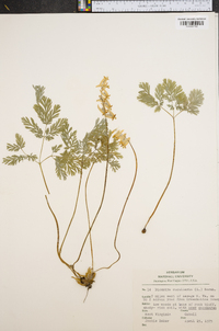 Dicentra cucullaria image