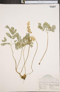 Dicentra cucullaria image