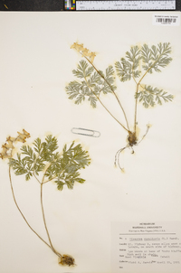 Dicentra cucullaria image