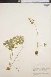 Dicentra cucullaria image