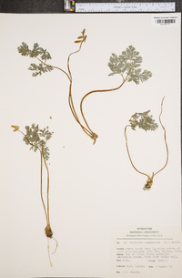 Dicentra cucullaria image