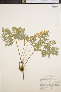 Dicentra cucullaria image