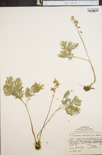 Dicentra cucullaria image