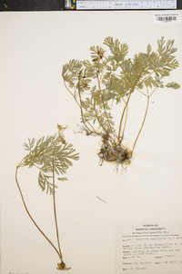 Dicentra cucullaria image