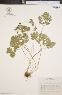 Dicentra cucullaria image