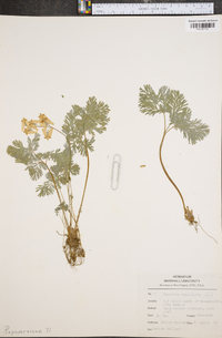 Dicentra cucullaria image