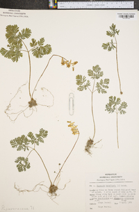 Dicentra cucullaria image