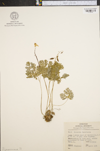 Dicentra cucullaria image