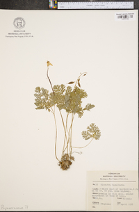 Dicentra cucullaria image