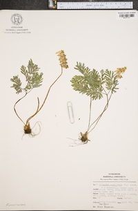 Dicentra cucullaria image