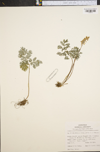 Dicentra cucullaria image