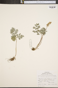 Dicentra cucullaria image