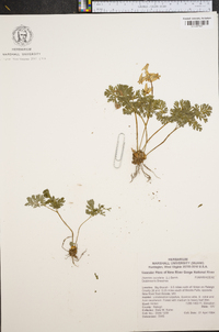 Dicentra cucullaria image