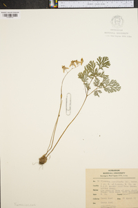 Dicentra cucullaria image