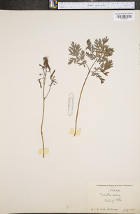 Dicentra eximia image