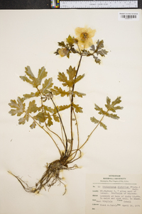 Stylophorum diphyllum image