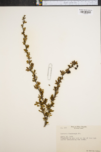 Berberis thunbergii image