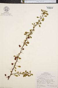 Berberis thunbergii image