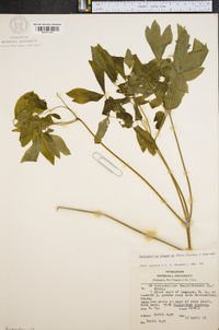 Caulophyllum giganteum image